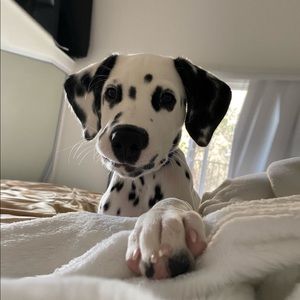 Jane, Lisa and Nugget